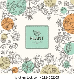 Background with cosmetic and medical plants: cone of hops, calendula flowers, melissa, lemon balm and althea officinalis flower. Vector hand drawn illustration