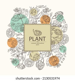 Background with cosmetic and medical plants: cone of hops, calendula flowers, melissa, lemon balm and althea officinalis flower. Vector hand drawn illustration