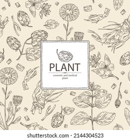 Background with cosmetic and medical plants: cone of hops, calendula flowers, melissa, lemon balm and althea officinalis flower. Vector hand drawn illustration