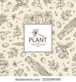 Background with cosmetic and medical plants: cornel berries, bacopa monier, brahmi, angelica sinensis root, chonemorpha macrofylla. Vector hand drawn illustration