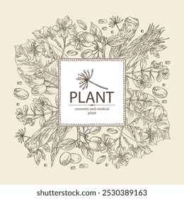 Background with cosmetic and medical plants: cornel berries, bacopa monier, brahmi, angelica sinensis root, chonemorpha macrofylla. Vector hand drawn illustration