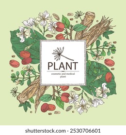 Background with cosmetic and medical plants: cornel berries, bacopa monier, brahmi, angelica sinensis root, chonemorpha macrofylla. Vector hand drawn illustration