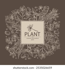 Background with cosmetic and medical plants: cornel berries, bacopa monier, brahmi, angelica sinensis root, chonemorpha macrofylla. Vector hand drawn illustration