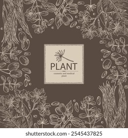 Background with cosmetic and medical plants: cornel berries, bacopa monier, brahmi, angelica sinensis root, chonemorpha macrofylla. Vector hand drawn illustration