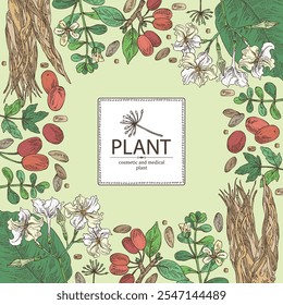 Background with cosmetic and medical plants: cornel berries, bacopa monier, brahmi, angelica sinensis root, chonemorpha macrofylla. Vector hand drawn illustration