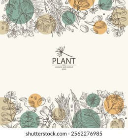 Background with cosmetic and medical plants: cornel berries, bacopa monier, brahmi, angelica sinensis root, chonemorpha macrofylla. Vector hand drawn illustration