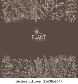 Background with cosmetic and medical plants: cornel berries, bacopa monier, brahmi, angelica sinensis root, chonemorpha macrofylla. Vector hand drawn illustration