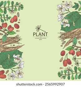 Background with cosmetic and medical plants: cornel berries, bacopa monier, brahmi, angelica sinensis root, chonemorpha macrofylla. Vector hand drawn illustration