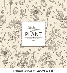 Background with  cosmetic and medical plants: datura stramonium, pulsatilla chinensis, croton tiglium, ardisia japonica. Vector hand drawn illustration