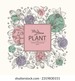 Background with  cosmetic and medical plants: datura stramonium, pulsatilla chinensis, croton tiglium, ardisia japonica. Vector hand drawn illustration