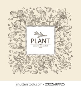 Background with  cosmetic and medical plants: datura stramonium, pulsatilla chinensis, croton tiglium, ardisia japonica. Vector hand drawn illustration