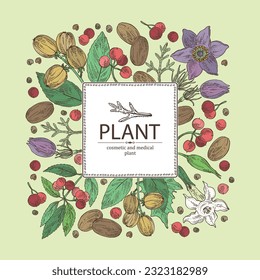 Background with  cosmetic and medical plants: datura stramonium, pulsatilla chinensis, croton tiglium, ardisia japonica. Vector hand drawn illustration