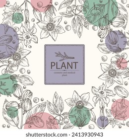 Background with  cosmetic and medical plants: datura stramonium, pulsatilla chinensis, croton tiglium, ardisia japonica. Vector hand drawn illustration