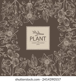 Background with  cosmetic and medical plants: datura stramonium, pulsatilla chinensis, croton tiglium, ardisia japonica. Vector hand drawn illustration