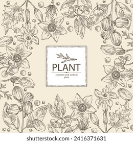 Background with  cosmetic and medical plants: datura stramonium, pulsatilla chinensis, croton tiglium, ardisia japonica. Vector hand drawn illustration