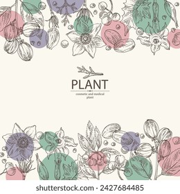 Background with  cosmetic and medical plants: datura stramonium, pulsatilla chinensis, croton tiglium, ardisia japonica. Vector hand drawn illustration