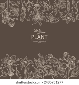 Background with  cosmetic and medical plants: datura stramonium, pulsatilla chinensis, croton tiglium, ardisia japonica. Vector hand drawn illustration