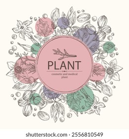 Background with  cosmetic and medical plants: datura stramonium, pulsatilla chinensis, croton tiglium, ardisia japonica. Vector hand drawn illustration