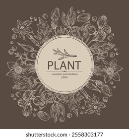 Background with  cosmetic and medical plants: datura stramonium, pulsatilla chinensis, croton tiglium, ardisia japonica. Vector hand drawn illustration