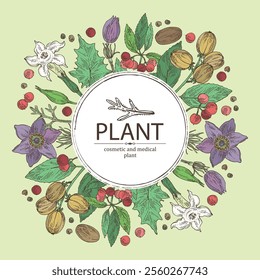 Background with  cosmetic and medical plants: datura stramonium, pulsatilla chinensis, croton tiglium, ardisia japonica. Vector hand drawn illustration