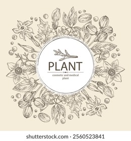 Background with  cosmetic and medical plants: datura stramonium, pulsatilla chinensis, croton tiglium, ardisia japonica. Vector hand drawn illustration