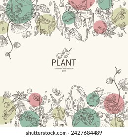 Background with cosmetic and medical plants: dendrobium nobile, flueggea suffruticosa, rehmannia glutinosa, cissampelos pareira. Vector hand drawn illustration