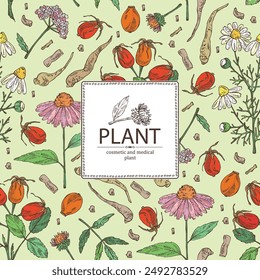 Background with cosmetic and medical plants: echinacea flowers, valerian officinalis, camomile, rosehip. Vector hand drawn illustration