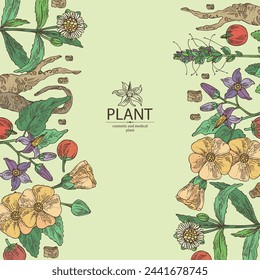 Background with cosmetic and medical plants: eclipta prostrata, abutilon indicum, picrorhiza kurroa, solanum indicum. Vector hand drawn illustration