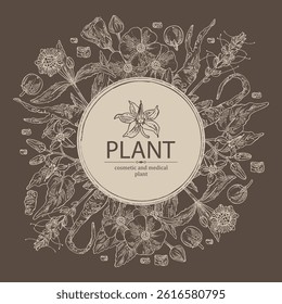 Background with cosmetic and medical plants: eclipta prostrata, abutilon indicum, picrorhiza kurroa, solanum indicum. Vector hand drawn illustration