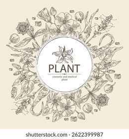Background with cosmetic and medical plants: eclipta prostrata, abutilon indicum, picrorhiza kurroa, solanum indicum. Vector hand drawn illustration