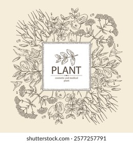 Background with cosmetic and medical plants: ephedra, tribulus terrestris, ziziphus Juyuba, valeriana officinalis. Vector hand drawn illustration