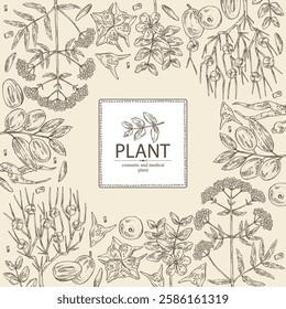 Background with cosmetic and medical plants: ephedra, tribulus terrestris, ziziphus Juyuba, valeriana officinalis. Vector hand drawn illustration