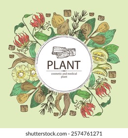 Background with cosmetic and medical plants: garcinia cambogia frut, shatavari roo, gloriosa superba flowers, terminalia bellirica. Vector hand drawn illustration