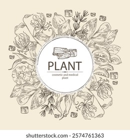 Background with cosmetic and medical plants: garcinia cambogia frut, shatavari roo, gloriosa superba flowers, terminalia bellirica. Vector hand drawn illustration