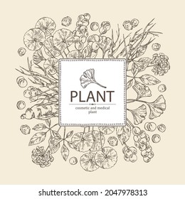 Background with cosmetic and medical plants: ginkgo biloba, ginseng root, centella asian gotu kola and schisandra chinese. Vector hand drawn illustration