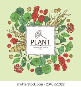 Background with cosmetic and medical plants: ginkgo biloba, ginseng root, centella asian gotu kola and schisandra chinese. Vector hand drawn illustration