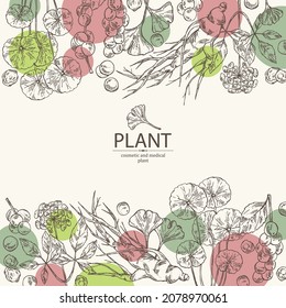 Background with cosmetic and medical plants: ginkgo biloba, ginseng root, centella asian gotu kola and schisandra chinese. Vector hand drawn illustration