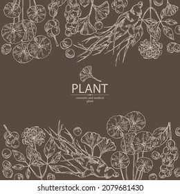 Background with cosmetic and medical plants: ginkgo biloba, ginseng root, centella asian gotu kola and schisandra chinese. Vector hand drawn illustration