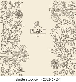 Background with cosmetic and medical plants: ginkgo biloba, ginseng root, centella asian gotu kola and schisandra chinese. Vector hand drawn illustration