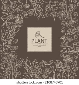 Background with cosmetic and medical plants: ginkgo biloba, ginseng root, centella asian gotu kola and schisandra chinese. Vector hand drawn illustration