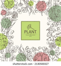Background with cosmetic and medical plants: ginkgo biloba, ginseng root, centella asian gotu kola and schisandra chinese. Vector hand drawn illustration