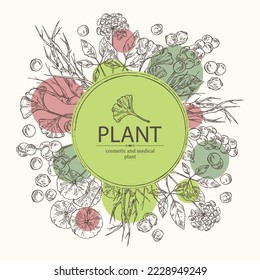 Background with cosmetic and medical plants: ginkgo biloba, ginseng root, centella asian gotu kola and schisandra chinese. Vector hand drawn illustration