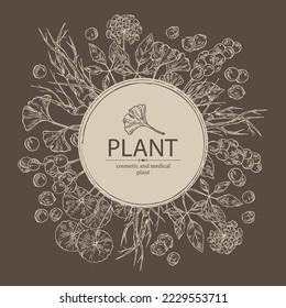 Background with cosmetic and medical plants: ginkgo biloba, ginseng root, centella asian gotu kola and schisandra chinese. Vector hand drawn illustration