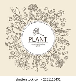 Background with cosmetic and medical plants: ginkgo biloba, ginseng root, centella asian gotu kola and schisandra chinese. Vector hand drawn illustration