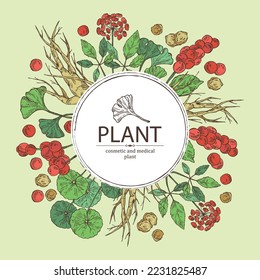 Background with cosmetic and medical plants: ginkgo biloba, ginseng root, centella asian gotu kola and schisandra chinese. Vector hand drawn illustration