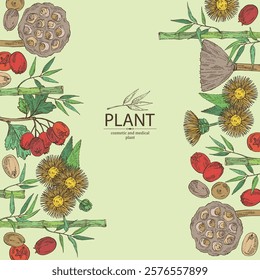 Background with cosmetic and medical plants: hawthorn, bamboo, lotus seed, elecampane flower. Vector hand drawn illustration