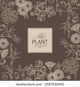 Background with cosmetic and medical plants: hawthorn, bamboo, lotus seed, elecampane flower. Vector hand drawn illustration