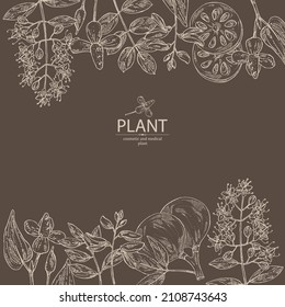 Background with cosmetic and medical plants: houttuynia cordata, bengal quince, baile fruit ,indigo and lawsonia inermis. Vector hand drawn illustration