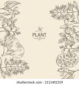 Background with cosmetic and medical plants: houttuynia cordata, bengal quince, baile fruit ,indigo and lawsonia inermis. Vector hand drawn illustration