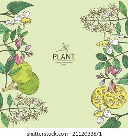 Background with cosmetic and medical plants: houttuynia cordata, bengal quince, baile fruit ,indigo and lawsonia inermis. Vector hand drawn illustration